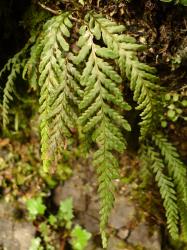 Notogrammitis heterophylla. Mature plants with bipinnatifid fronds growing from an erect rhizome.
 Image: L.R. Perrie © Te Papa CC BY-NC 3.0 NZ